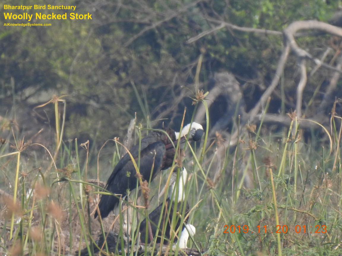 Woolly Necked Stork (2) Coming Soon